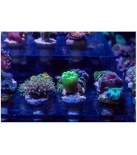 Nano Frag Tank 200